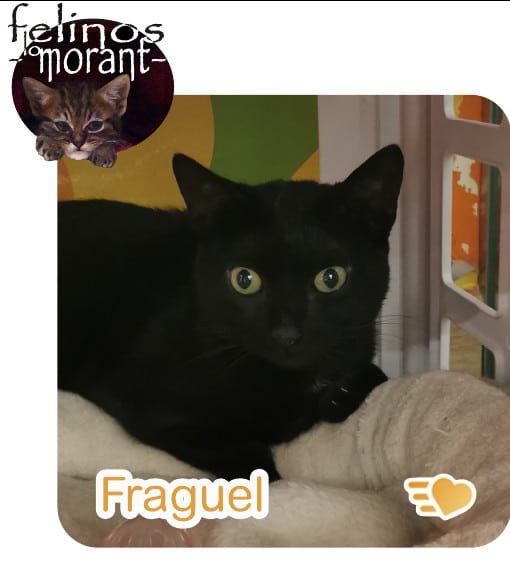 Fraguel