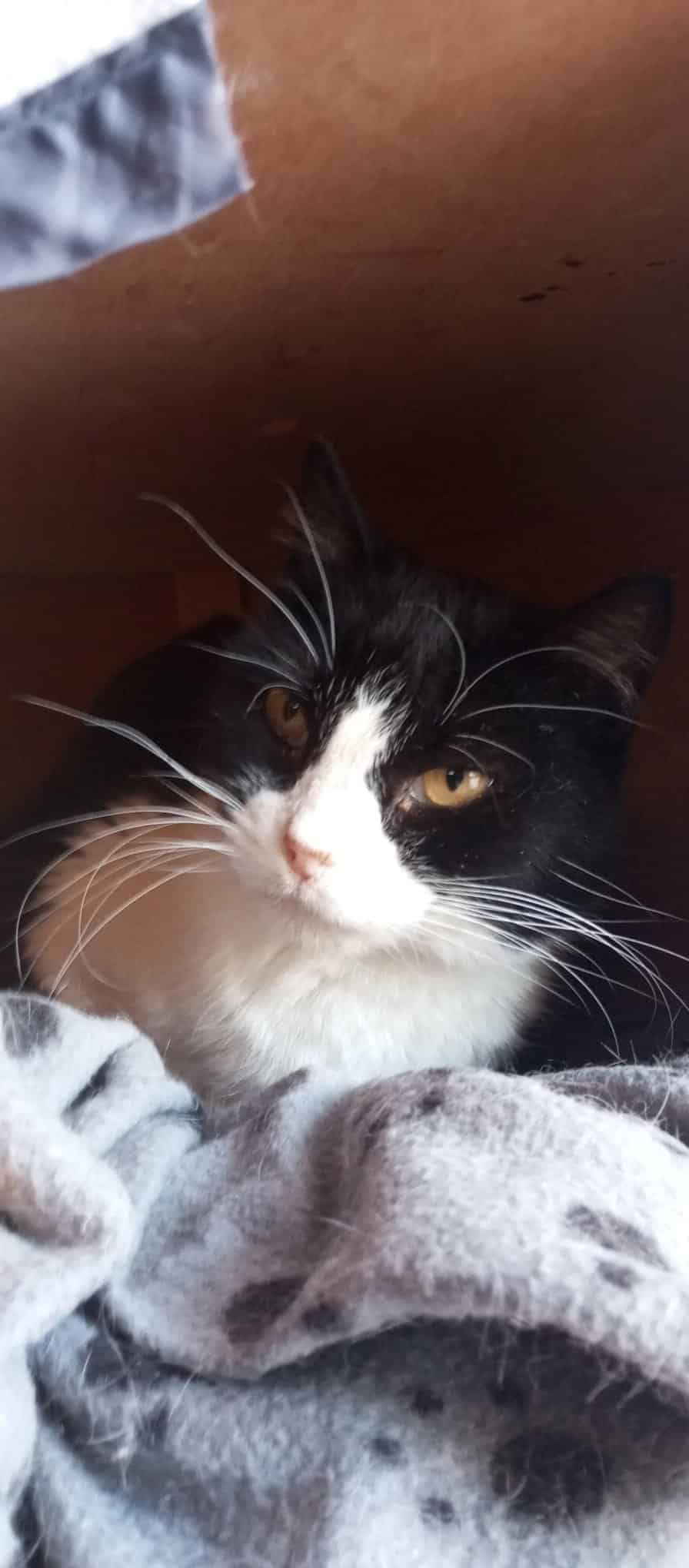 SNIKA
